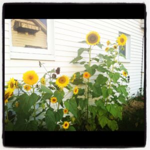 family flower garden