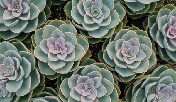 15 Succulent Subscriptions That Bring Joy To Your Space - The Centered ...