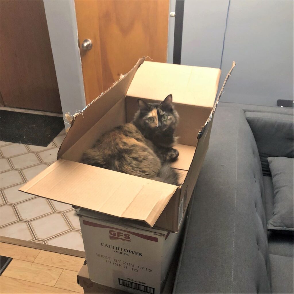 cardboard box cat in a box